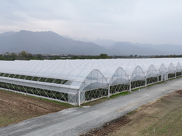 蓝莓双拱避雨棚