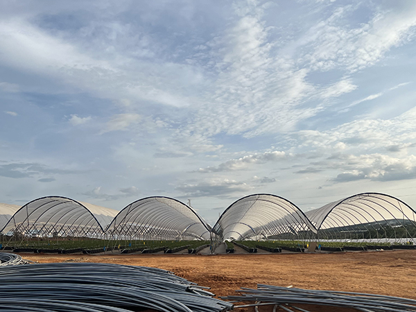 智能蓝莓避雨温室