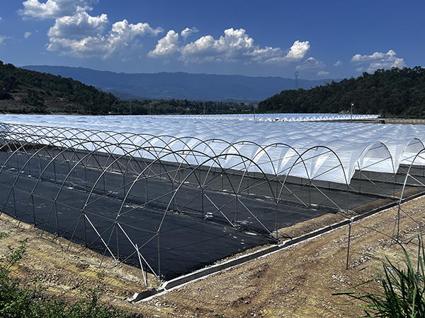 蓝莓设施栽培棚