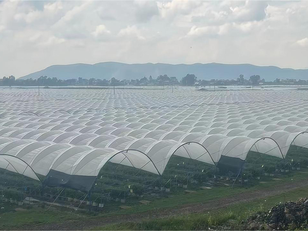 浆果温室（蓝莓避雨棚）